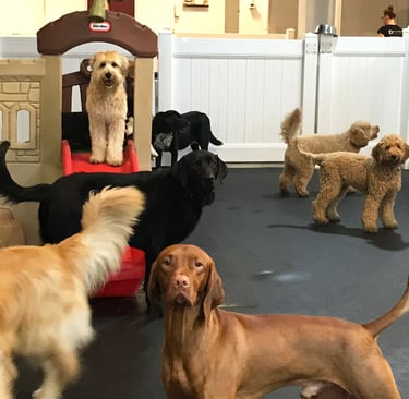 Creche canina Day Care Pet Escola Canina