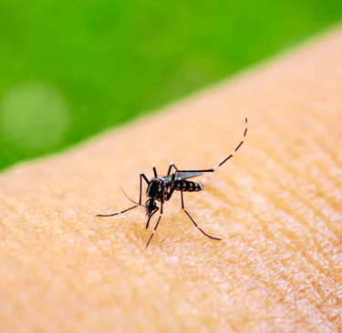Dengue and Chikungunya in children