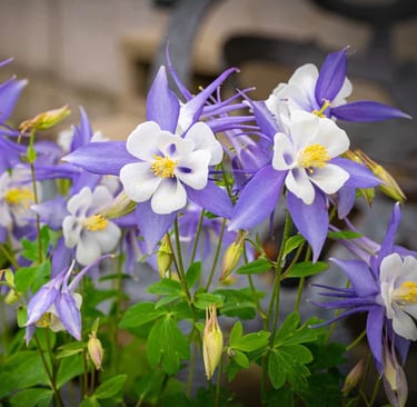 Multiple Columbine Flowers