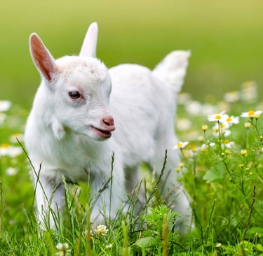 Baby goat in flowers and grass