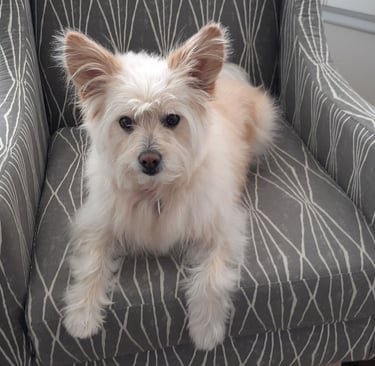 White dog on chair.