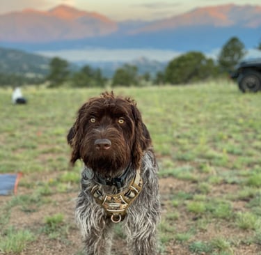 Hank's first adventure.