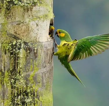 Visitantes observando aves en la montaña