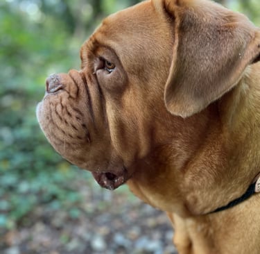 A side profile of a Dogue de Bordeaux