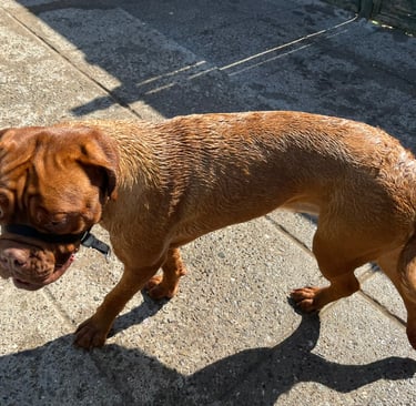 Dog being bathed with water, showing its wet fur during bath time