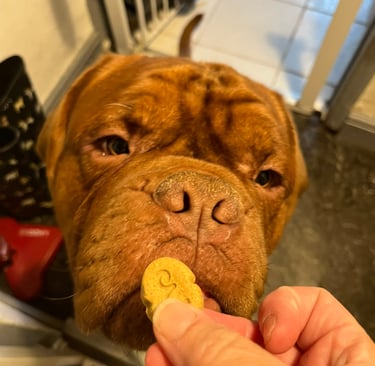 Pumpkin patiently waiting for his Bravo Biscuit 