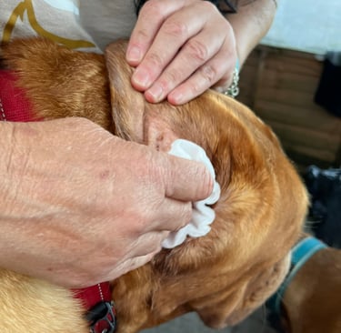 Step 5: Wiping out the loosened debris and excess fluid from the outer ear.