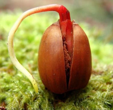 A sprouting acorn.