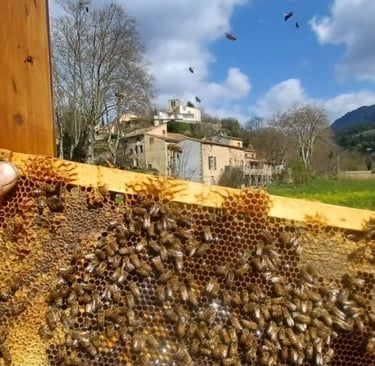 A strong colony is forming