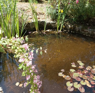 What lies under the surface of the pond?