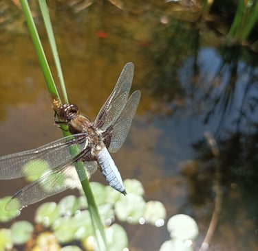A dragonfly laying her eggs on our water irises