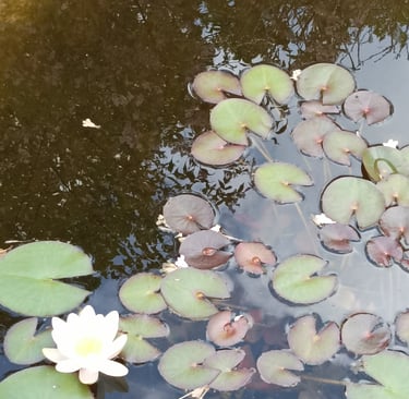 Our garden pond