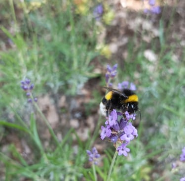 A bee on our lavender