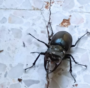 Stag Beetle