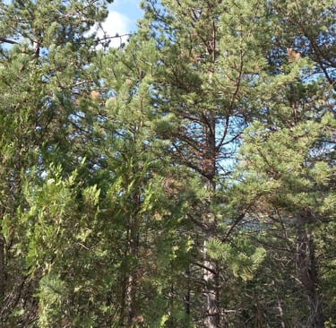 Forêt Notre Dame de Parlatges