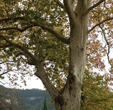 Has Autumn really come to Gourgas?
