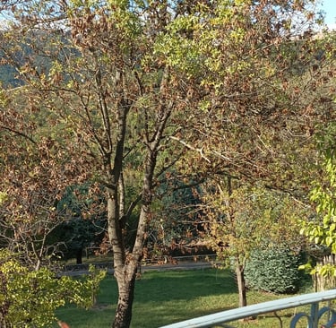 The ash tree