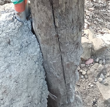 Electricity pole, or sanglier scratching post?