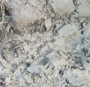 Mud ,glorious mud. A sanglier's paradise.