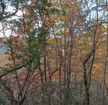 A tangle of trees and wires