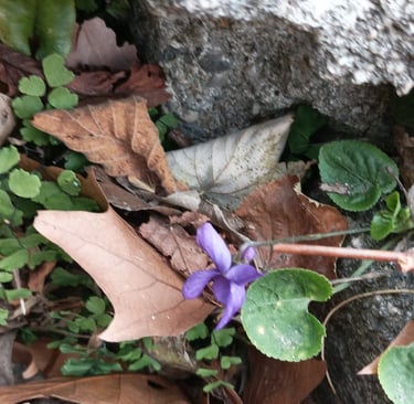 The first violet of the year