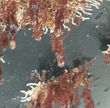 Summer's growth to be cleaned off