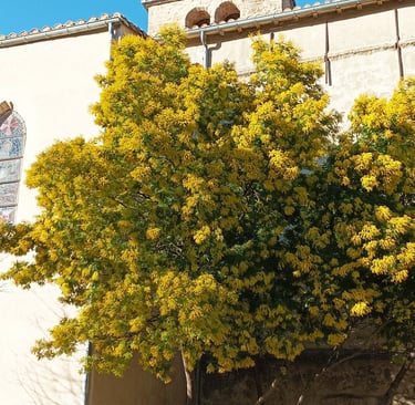 The mimosa tree in full bloom.