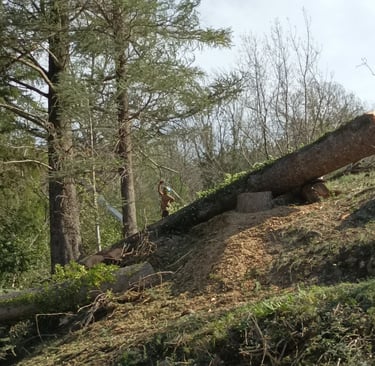 Another cedar down.