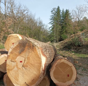 Felled giants.