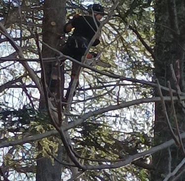 Trimming the branches