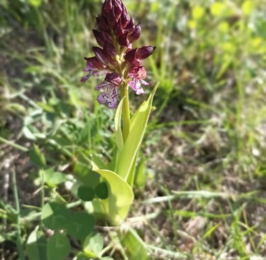 The wild orchid