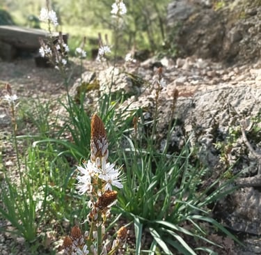 The stately asphodel