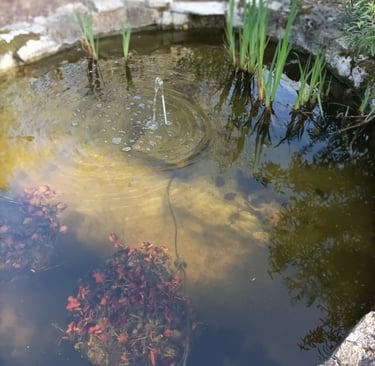 The pond awaits its summer visitors.