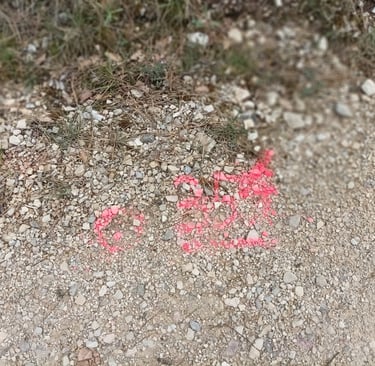 Ominous red marks along the forest road.