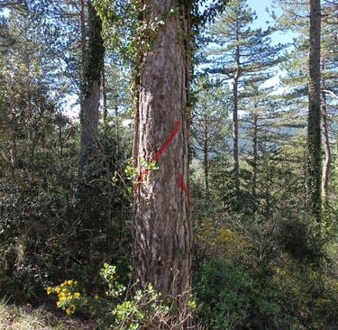 Red slashes on many pine trees