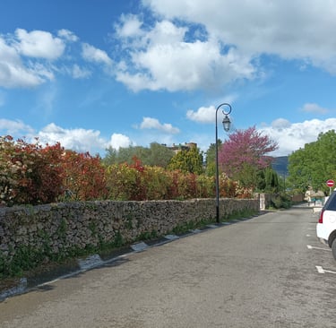 Photinia at Soubès