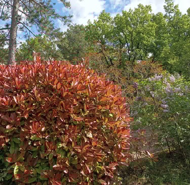 Photinia with the delicate new shoots of the lagerstroemia behind it.