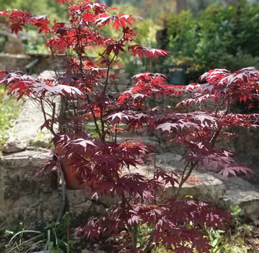 Our small acer tree is in new leaf