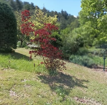 Our callistemon bush