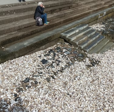 A picnic of oysters above the beach