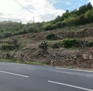 The devastated old olive grove