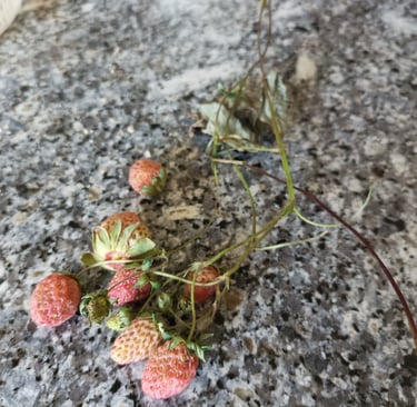 Snapped off before they were ripe.