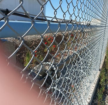 Scarlet poppies grow alongside razor wire