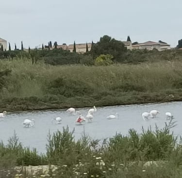 Flamingoes