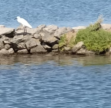 A little egret on the canalside