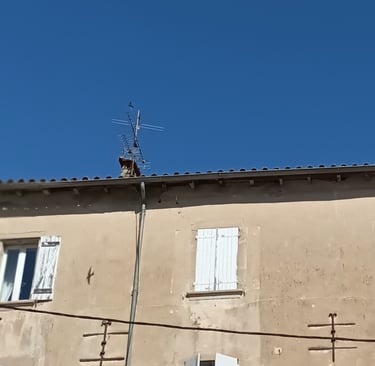 A swift casts its shadow on the wall