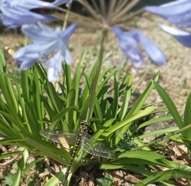 A dragonfly on the agapanthus(Photo by Joan)