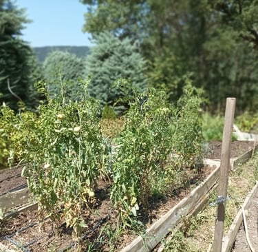 Not a single ripe tomato