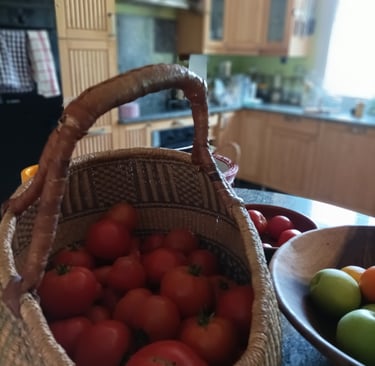 Some tomatoes we had already picked