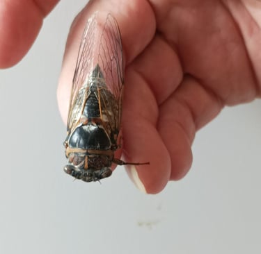 B. holds a cicada one year